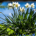 Spring Daffodils. Park Keukenhof