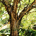 Kingdom of the Trees. Peradeniya Botanical Garden. Sri Lanka