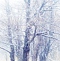 First Snow. Dreamy Wonderland