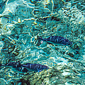 Fishes in the Clear Water. Maldives