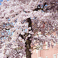 In Its Glory. Pink Spring in Amsterdam