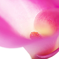 Passion for Flowers. Pink Veil