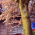 Red Canoe. Amsterdam Canals with Blooming Trees. Pink Spring in Amsterdam