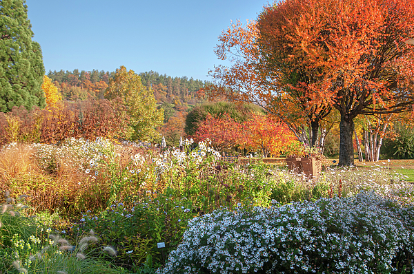 Colorful Autumn in Botanical Garden by Jenny Rainbow Colorful Autumn in Botanical Garden by Jenny Rainbow