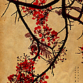 Spring Bloosom in Maldives. Flamboyant Tree I.  Japanese Style