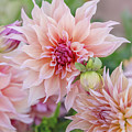 Dahlia Labyrinth 1